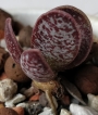 Адромисхус (Adromischus tryginus アドロミスクス トリギナス)