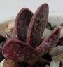 Адромисхус (Adromischus tryginus アドロミスクス トリギナス)