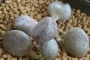 Адромисхус (Adromischus アドロミスクス)