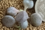Адромисхус (Adromischus アドロミスクス)