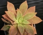 Еониум (Aeonium decorum cooperi)