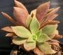 Еониум (Aeonium decorum cooperi)