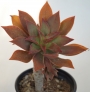 Еониум (Aeonium decorum cooperi)