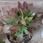 Еониум (Aeonium decorum cooperi)