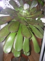 Еониум (Aeonium arboreum)