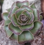 Еониум (Aeonium arboreum var. rubrolineatum, 달마법사 단품)