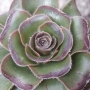 Еониум (Aeonium arboreum var. rubrolineatum, 달마법사 단품)
