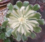 Еониум (Aeonium arboreum 청법사금)