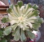 Еониум (Aeonium arboreum 청법사금)