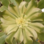 Еониум (Aeonium arboreum 청법사금)