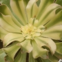 Еониум (Aeonium arboreum 청법사금)