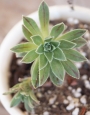 Еониум (AEONIUM BARBATUM)