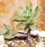 Еониум (AEONIUM BARBATUM)