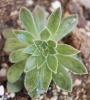 Еониум (AEONIUM BARBATUM)