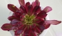 Еониум (Aeonium canariense 에오니움 마리드금)