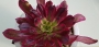 Еониум (Aeonium canariense 에오니움 마리드금)