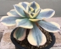 Еониум (Aeonium cv. Sun Burst)