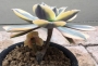 Еониум (Aeonium cv. Sun Burst)