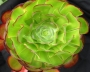 Еониум (AEONIUM CYCLOPS)