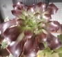 Еониум (AEONIUM CYCLOPS)