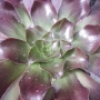 Еониум (AEONIUM CYCLOPS)