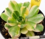 Еониум (Aeonium decorum variegata)