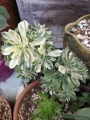 Еониум (Aeonium decorum variegata)