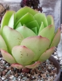 Еониум (Aeonium glandulosum Sao Vicente Madeira)