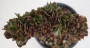 Еониум (Aeonium Halloween cristata)