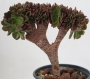 Еониум (Aeonium Halloween cristata)