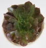 Еониум (Aeonium Halloween cristata)