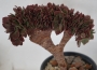 Еониум (Aeonium Halloween cristata)