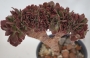 Еониум (Aeonium Halloween cristata)