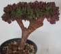 Еониум (Aeonium Halloween cristata)