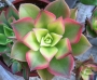 Еониум (Aeonium haworthii variegata)