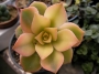 Еониум (Aeonium haworthii variegata)
