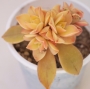 Еониум (Aeonium haworthii variegata)