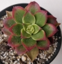 Еониум (Aeonium haworthii variegata)