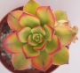 Еониум (Aeonium haworthii variegata)