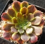 Еониум (Aeonium hybrid Fiesta, 페스티발)