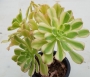 Еониум (Aeonium Luteovariegatum)