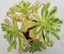 Еониум (Aeonium Luteovariegatum)