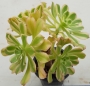 Еониум (Aeonium Luteovariegatum)