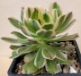 Еониум (Aeonium Luteovariegatum)