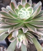 Еониум (Aeonium Luteovariegatum)