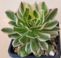 Еониум (Aeonium Luteovariegatum)