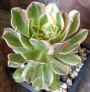 Еониум (Aeonium Luteovariegatum)