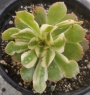 Еониум (Aeonium Luteovariegatum)