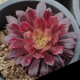 Еониум (Aeonium Mardi gras)