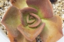 Еониум (Aeonium noble)